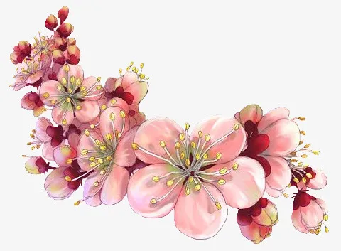 花卉画手绘装饰素材免抠