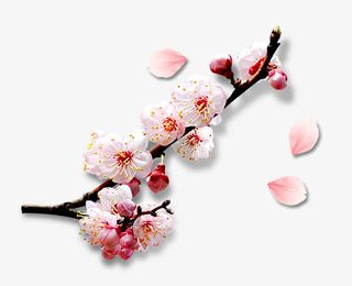 白色花瓣黑色花枝免抠