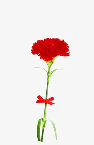 红色母亲节鲜花花朵植物免抠