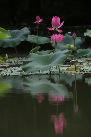 夏天的荷花十三高清