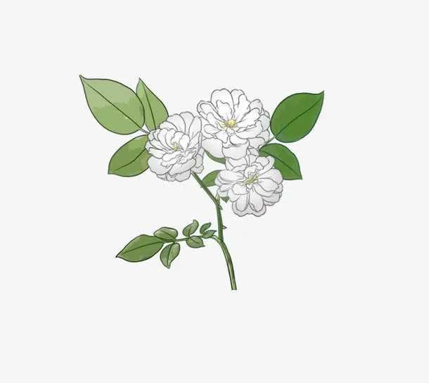 手绘三朵茉莉花免抠