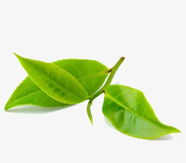 绿色树叶嫩芽装饰图案免抠