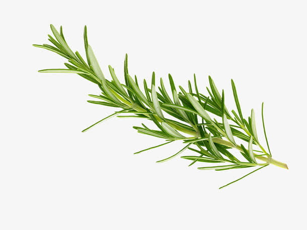 春天来了绿色的小草免抠