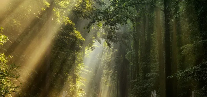 森林阳光海报素材高清