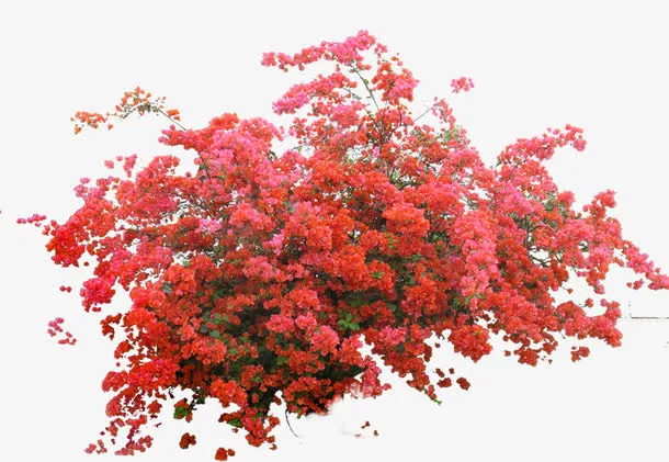 高清摄影盛开的红色的梅花免抠