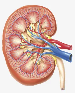 肾脏横断面医学插画免抠