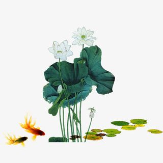 手绘水墨荷花荷叶免抠