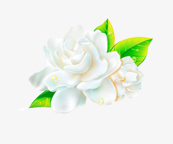 清新茉莉花图片素材免抠