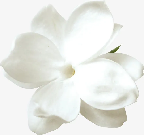 白色花朵免抠