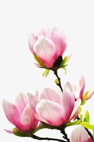 粉红色带香味盛开的玉兰花瓣实物免抠