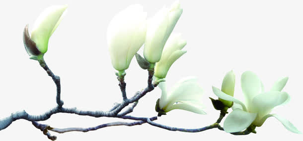 白色纯洁卡通花朵树枝免抠
