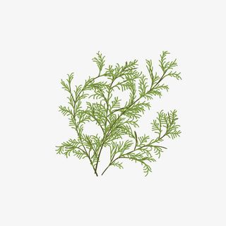 春天的绿叶免抠