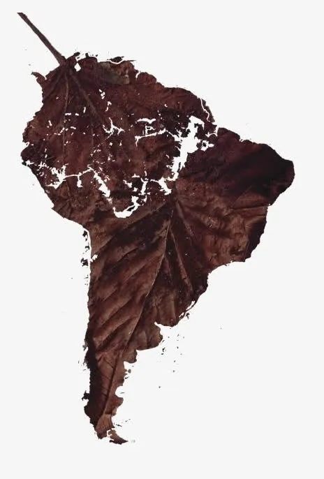 非洲免抠