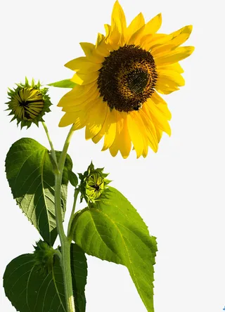 春天绿色向日葵黄色免抠动植物植物元素