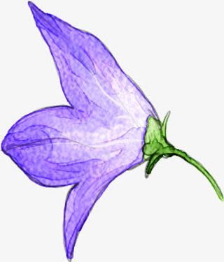 手绘植物牵牛花美丽免抠