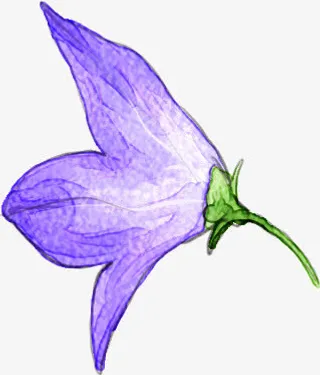 手绘植物牵牛花美丽免抠