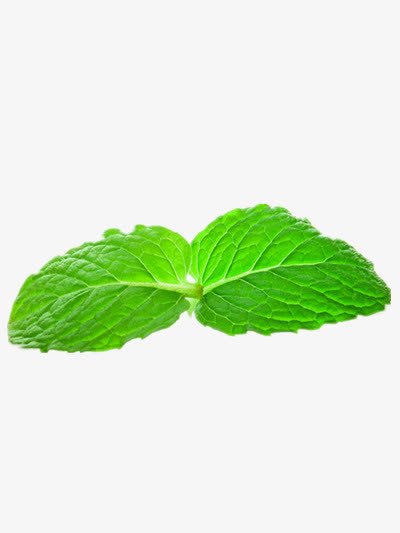 薄荷免抠