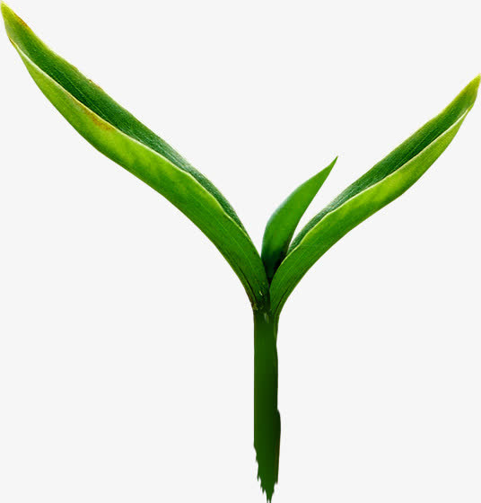 清新绿色嫩草装饰免抠