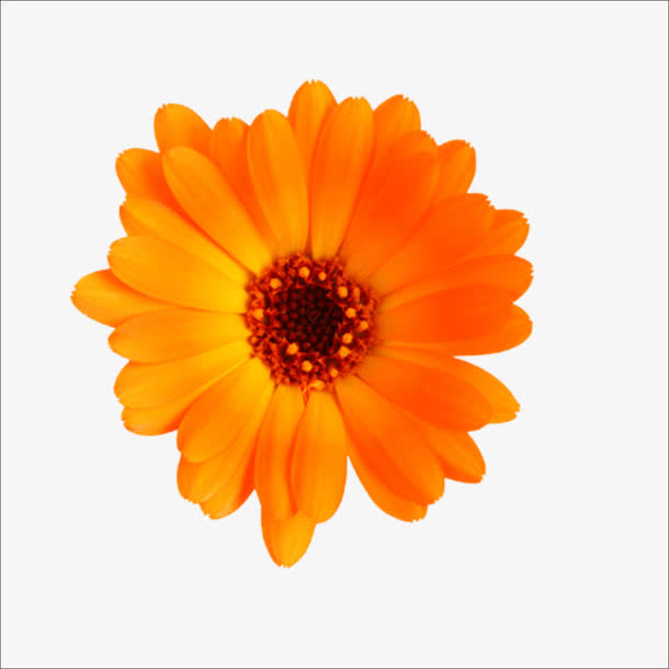 重阳鲜花免抠