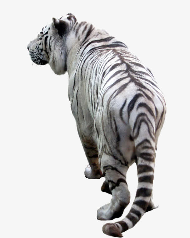 老虎免抠