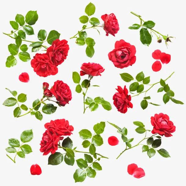 红色玫瑰花免抠