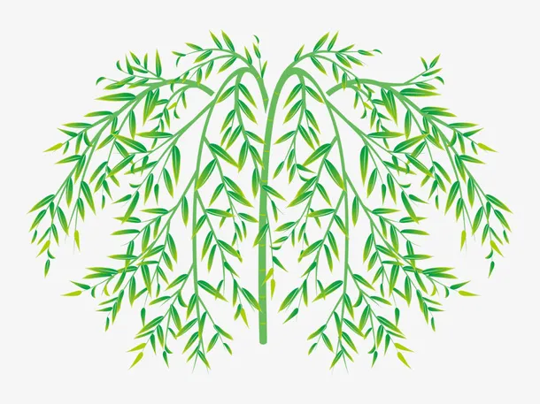 绿色春季柳树枝条免抠