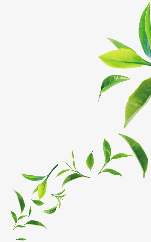 绿色清新茶叶装饰图案免抠