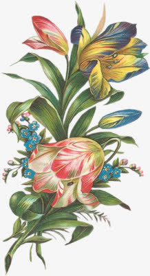 古典手绘鲜花免抠