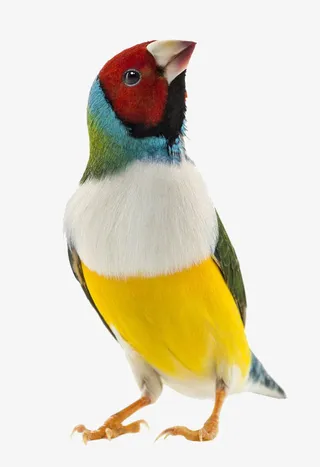 彩色鹦鹉羽毛免抠