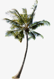 春天美丽植物椰林装饰免抠