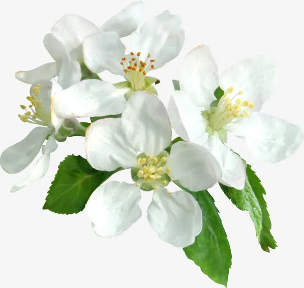 漂浮花朵免抠