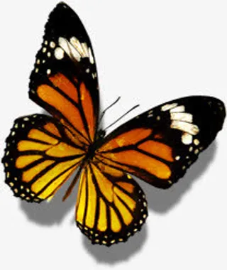 黑色手绘蝴蝶唯美免抠