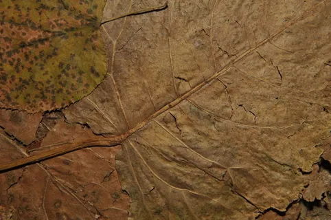 枯黄的秋叶免抠