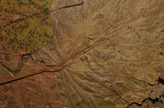 枯黄的秋叶免抠