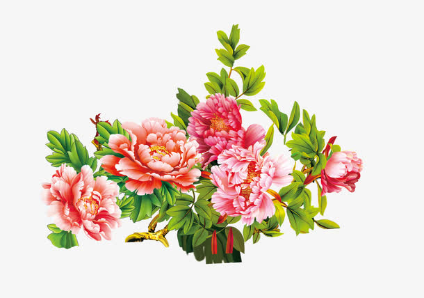 牡丹花免抠