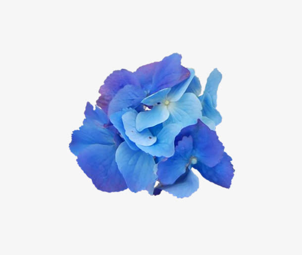 蓝色花卉免抠