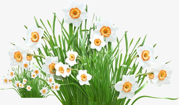 白色卡通唯美草地花朵免抠