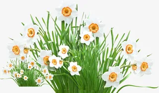 白色卡通唯美草地花朵免抠