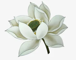 盛开的荷花免抠