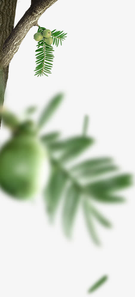 树干模糊果子png素材免抠