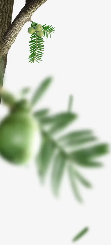 树干模糊果子png素材免抠
