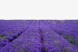 普罗旺斯庄园免抠