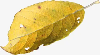 漂亮枯叶免抠