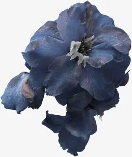 蓝色凋零的鲜花免抠