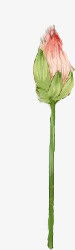 红色荷花素材彩绘荷花免抠