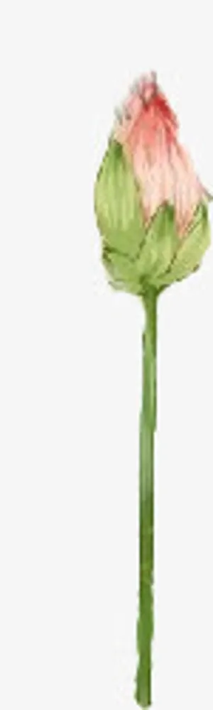 红色荷花素材彩绘荷花免抠