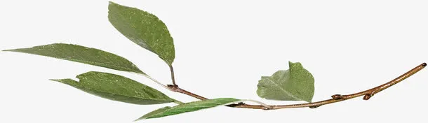 枝条免抠