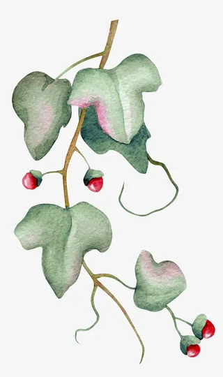 树叶下的红果实免抠