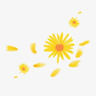 菊花 黄色 菊花 手绘免抠