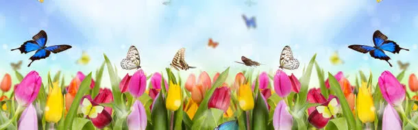 蝶恋花淘宝海报背景